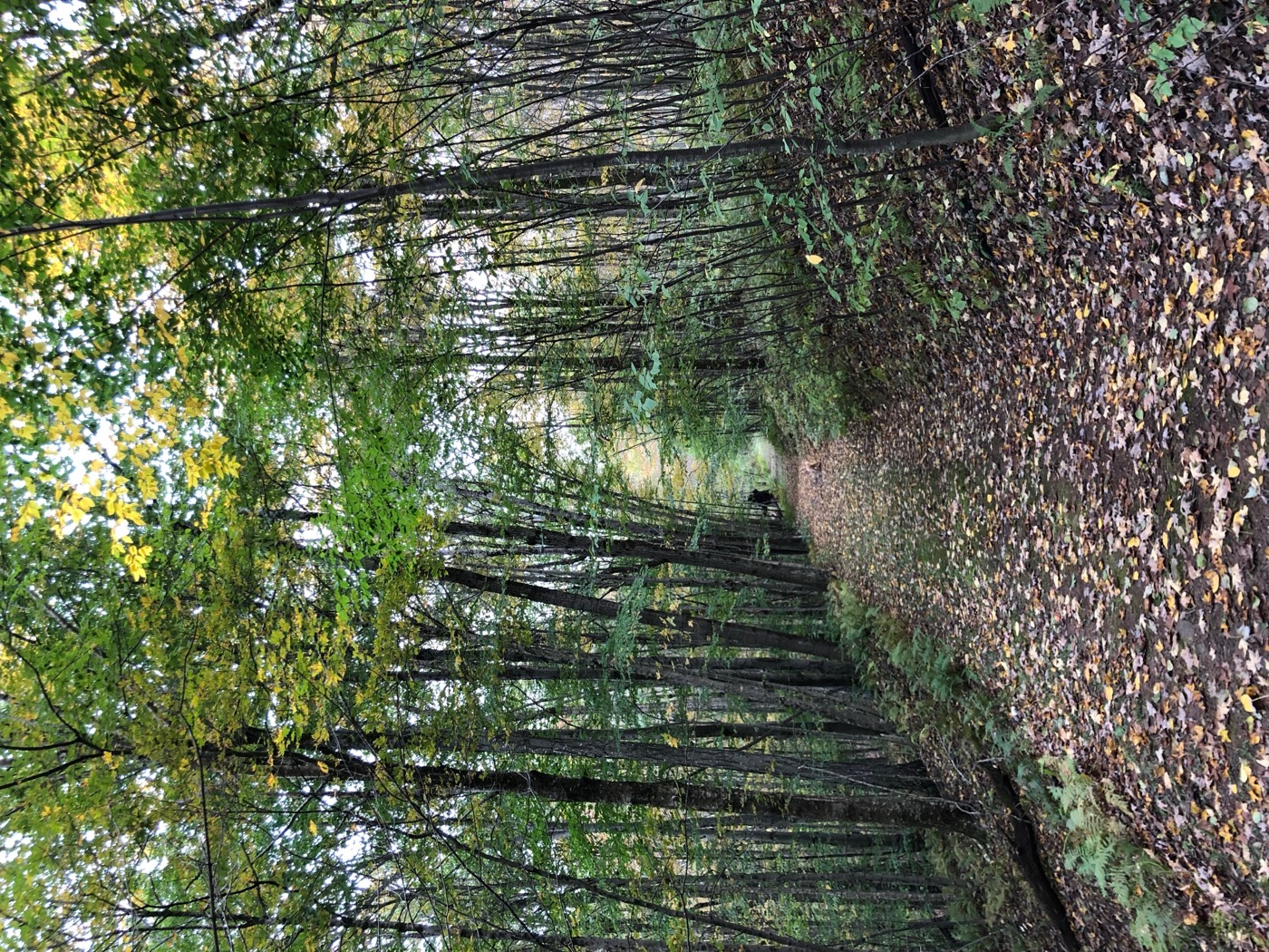 Quiet wooded section of the course in early autumn